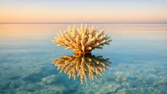 Bonaccia sul Great Barrier Reef: perché l’assenza di vento accelera lo sbiancamento dei coralli