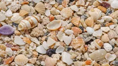 Conchiglie marine nel cemento: la svolta green che può tagliare la CO2 in edilizia