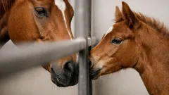 Svezzamento dei puledri: perché separare a 6 mesi può aumentare stress e cambiare il cervello